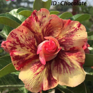 Chocolate - No.120