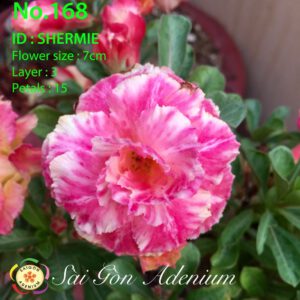 Shermie - No.168