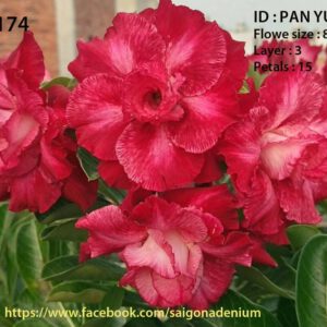 Pan Yue - No.174