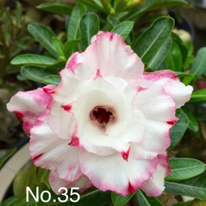 The East - No.35
