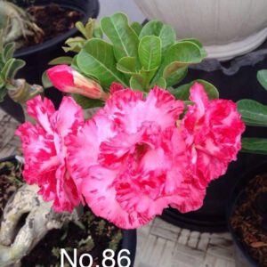 Hồng Tường Vi - No.86