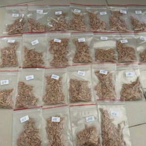 Adenium Multipetals Hybrid Seeds